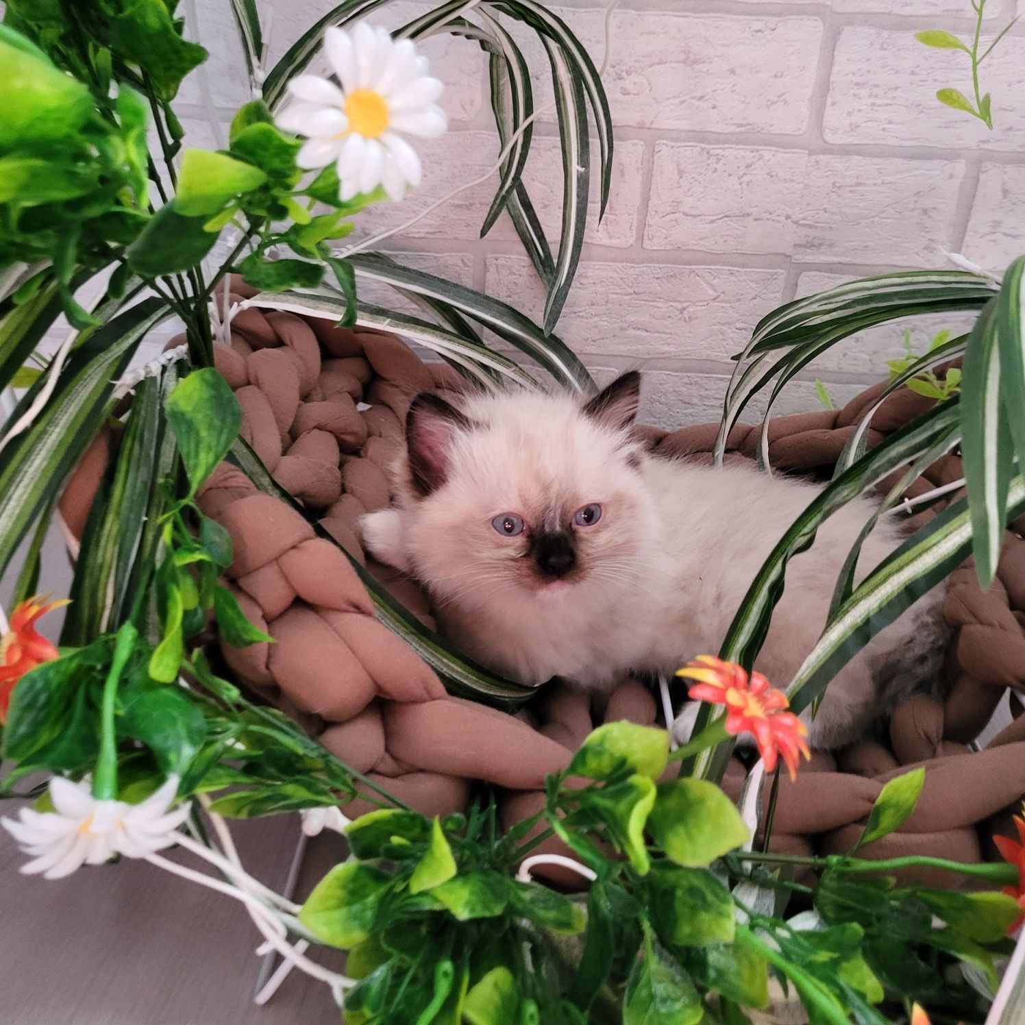 Ragdoll kocurek Nikolas