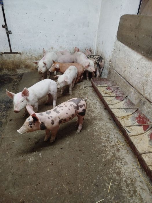 Продаються поросята