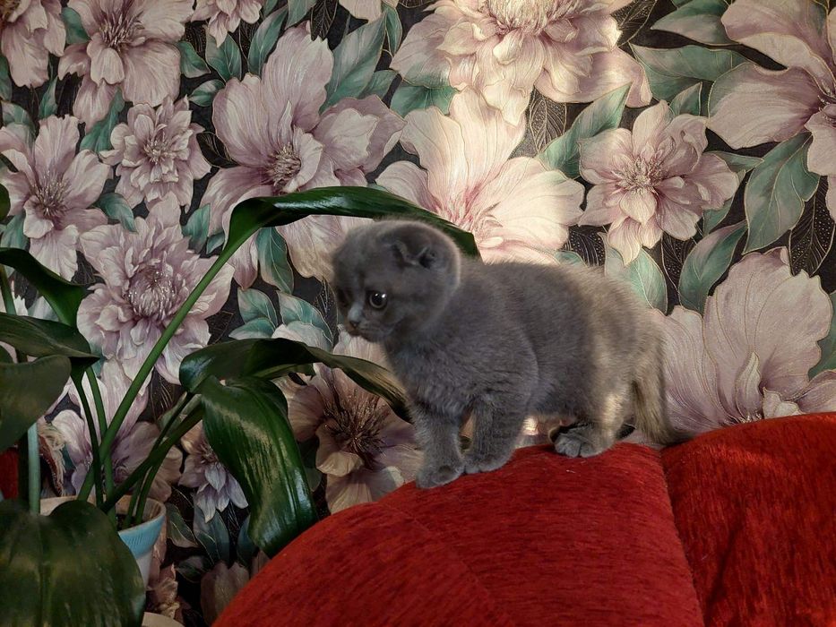 Шотландські Висловухі кошенята