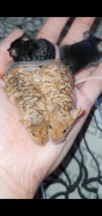 Мышки тексель кучерявые сатиновые