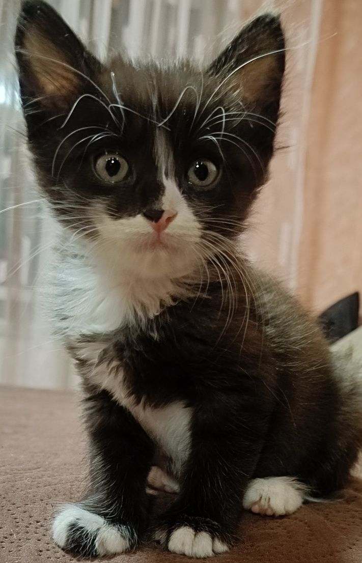 Срочно!!! Отдам котят!
