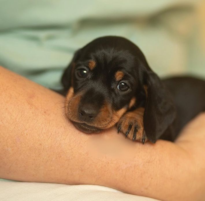 Чорно підпалий малюк, чекає на вас.