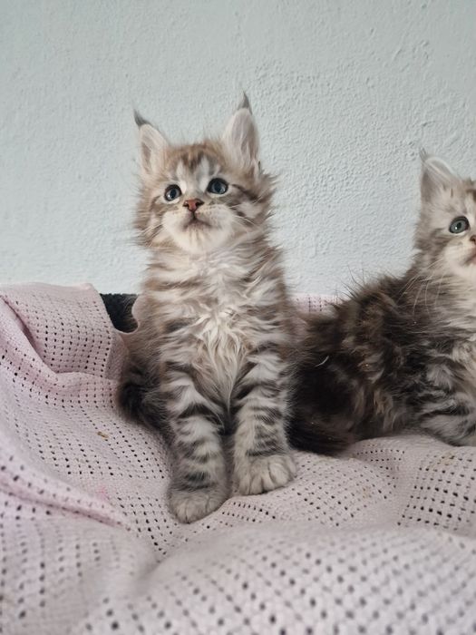 Maine Coon do hodowli kocur kocurek kocieta