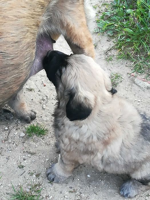 Cachorro Serra da Estrela