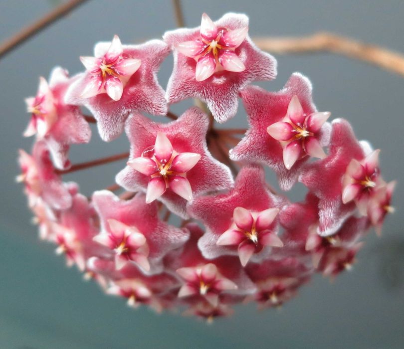 Хойя pubicalyx Silver pink