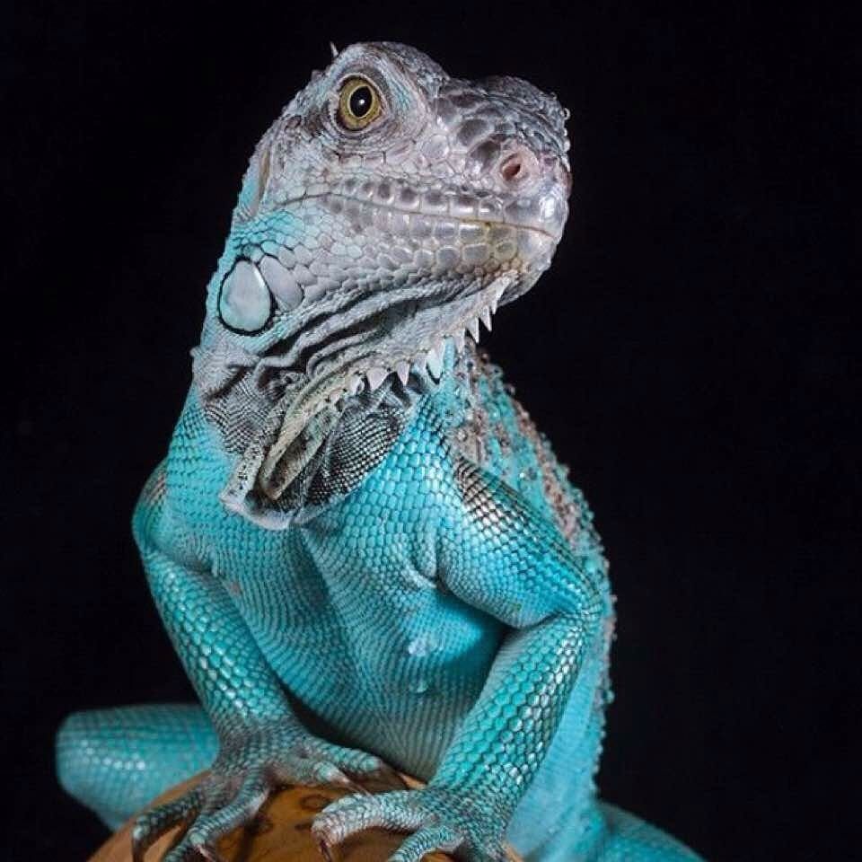 Голубая Игуана (Iguana iguana)
В продаже молодые особи.
Предоставим по