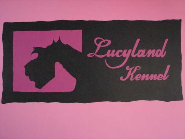 sznaucer miniaturowy ZKwP po Championach FCI