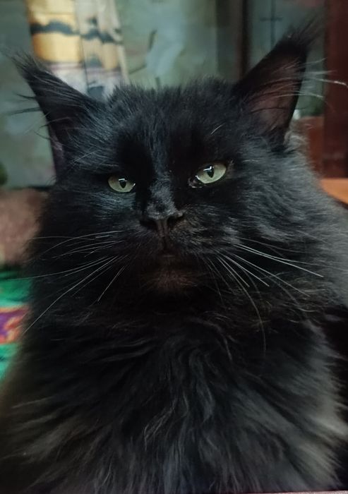 Мэйн-кун     в'язка