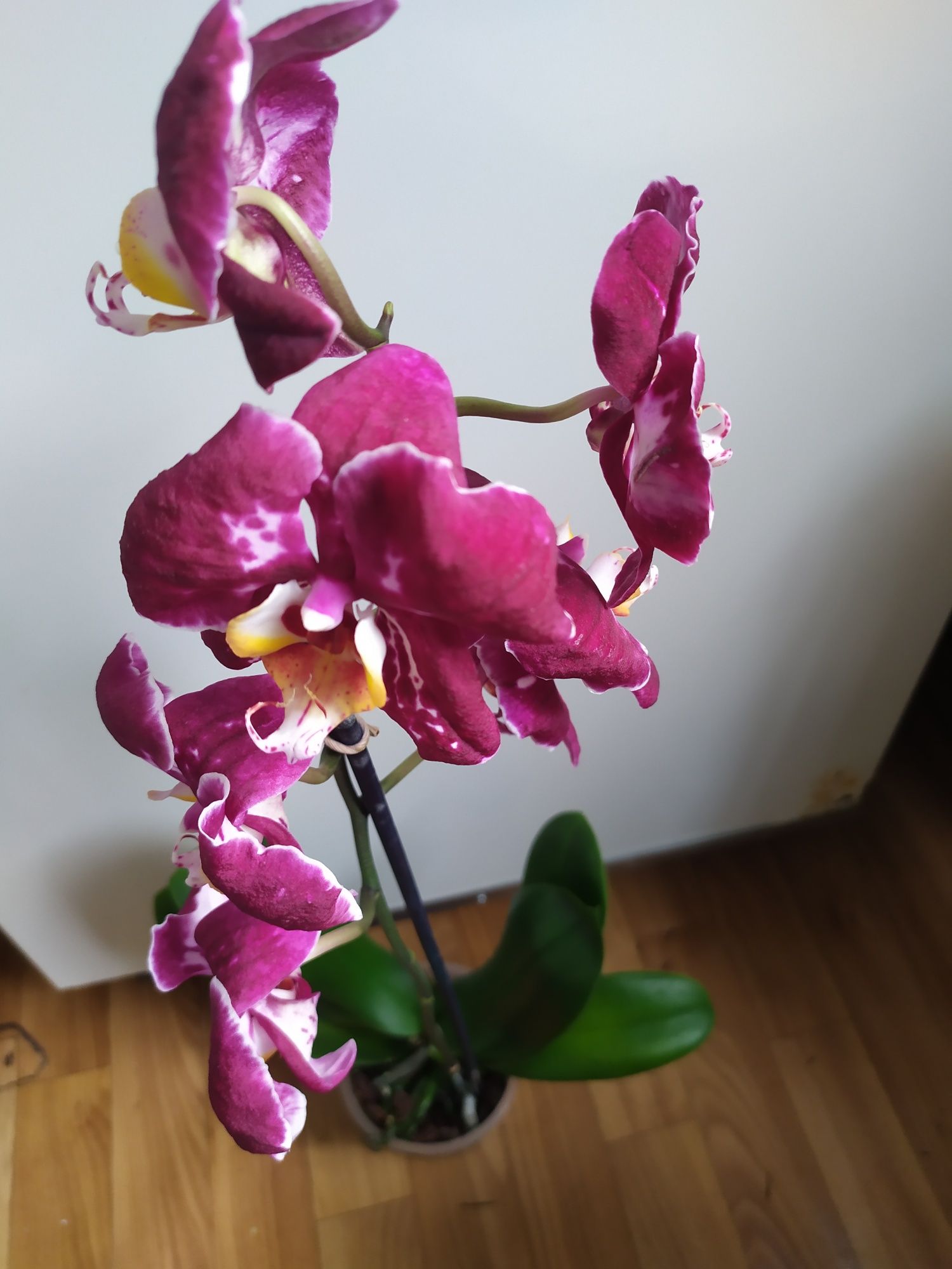 Орхидея с бархатным цветком