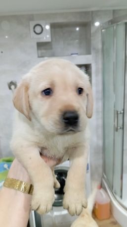 labrador retriever biszkopt