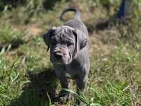 Suczka CANE CORSO po Championach FCI