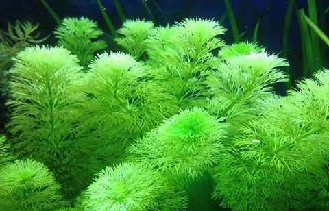 Limnophila sessiliflora