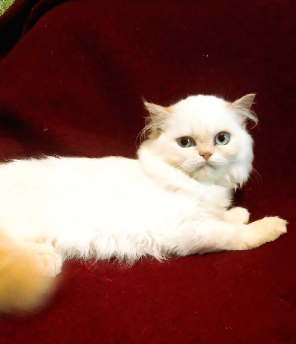 Персидські дівчатка