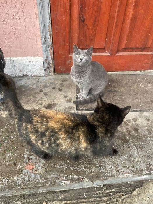 Віддам котиків в добрі руки мама британка