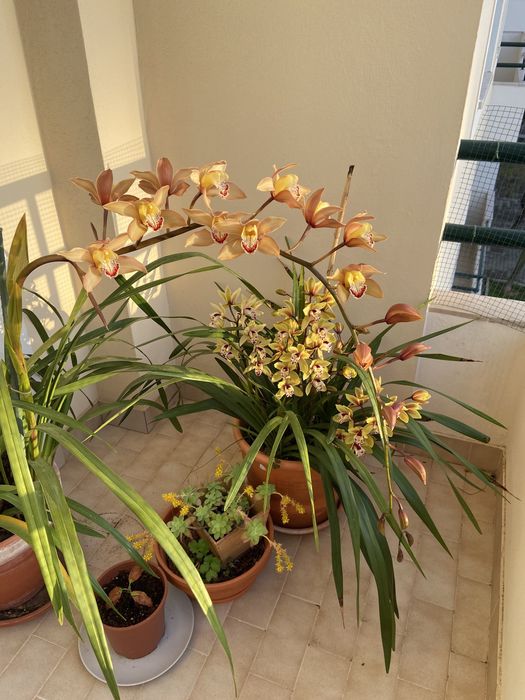 Vendo bolbos de orquidea em vaso pequeno