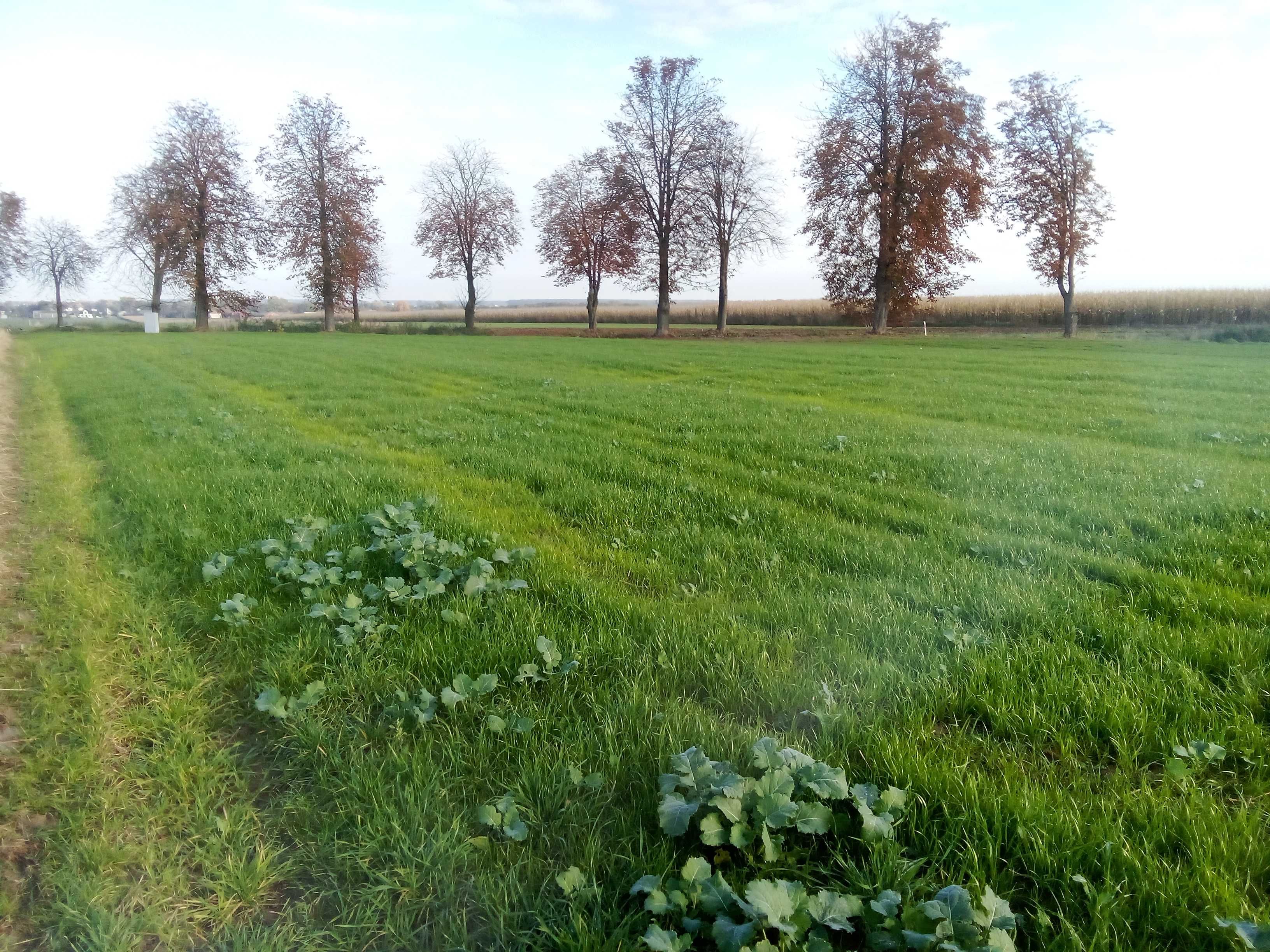 Działka budowlana Bełżyce / Jaroszewice 11 ar