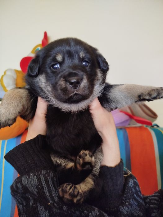 Oddam szczeniaki za darmo