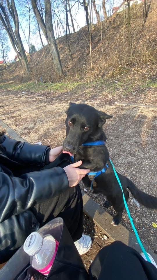 Piesek do adopcji