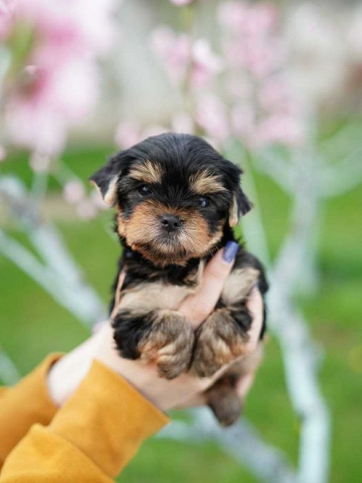 Йорк-аристократ із бездоганними манерами!