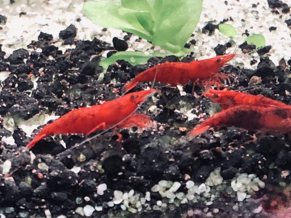 Krewetki akwariowe Red Sakura