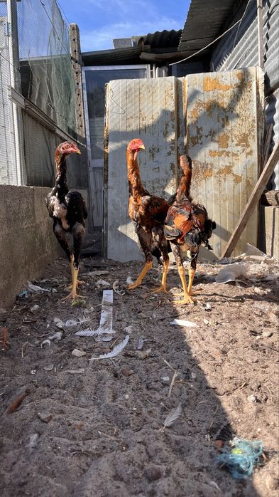 Indio gigantes puros machos