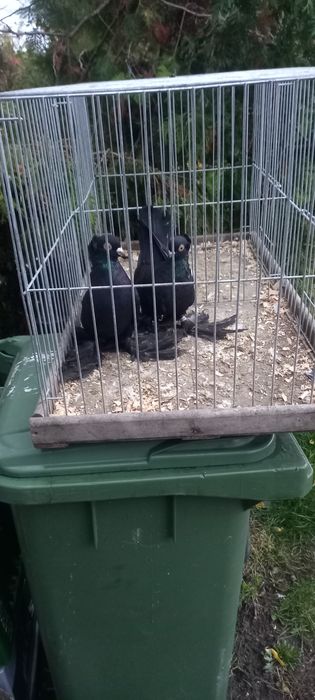 Sprzedam parę gołębi