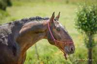 Cavalo 4anos cruzado