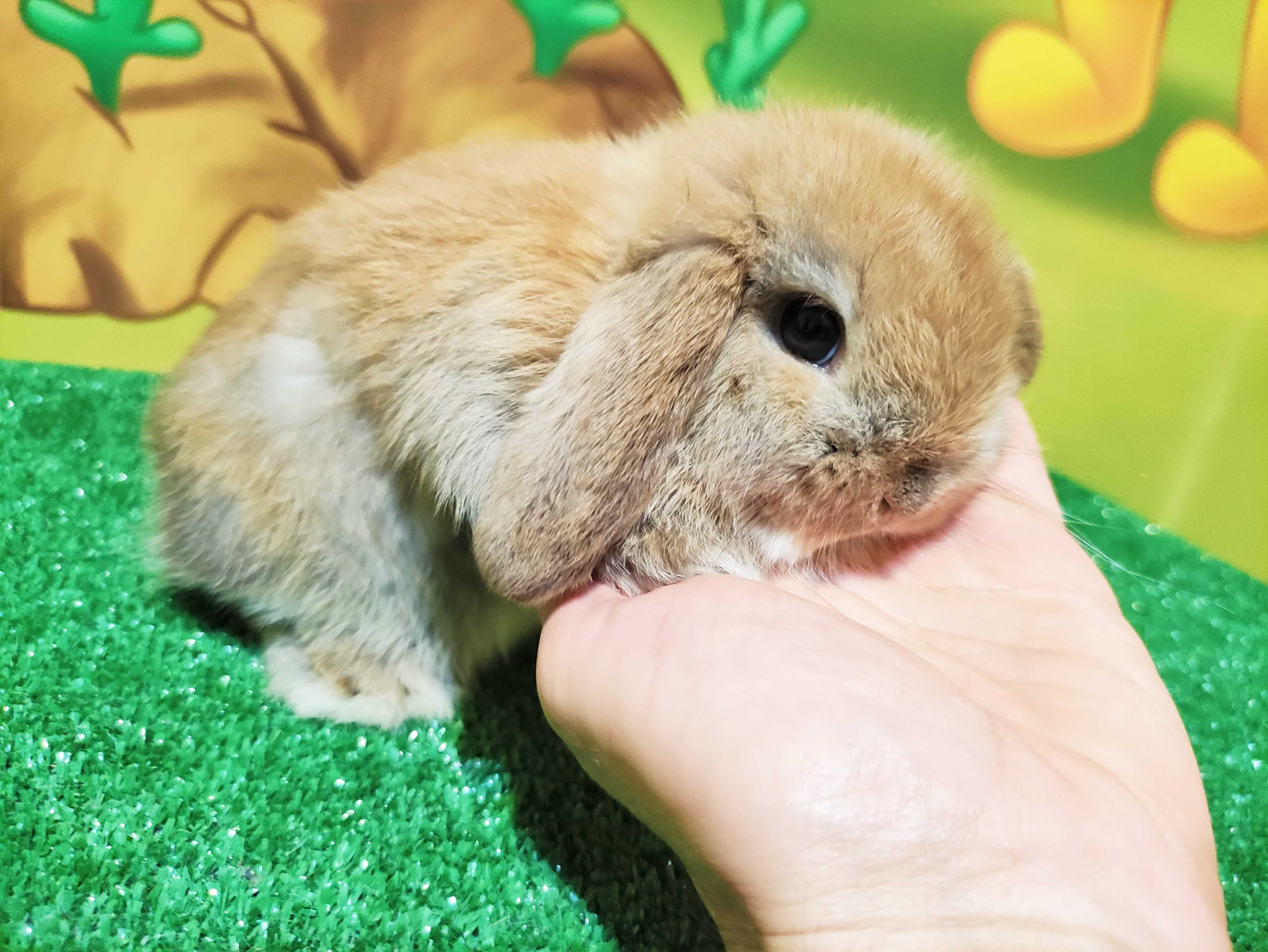 PIĘKNY Mini Lop rudy królik baranek miniaturka  teddy madagaskar