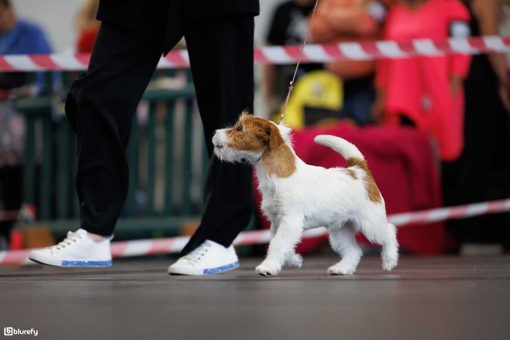 Jack Russell Terrier FCI ZKwP piesek szorstkowłosy badania