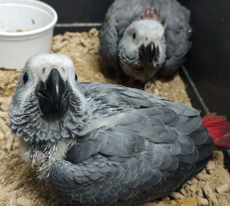Papagaios Cinzentos