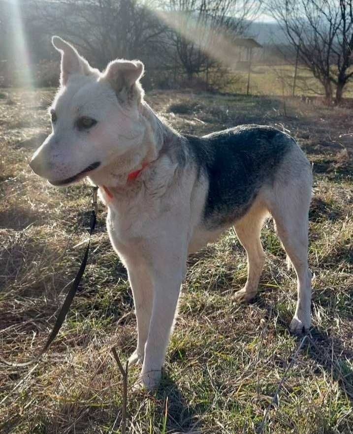 VALENTINE 1,5 bardzo opiekuńcza sunia uratowana w Bułgarii do adopcji