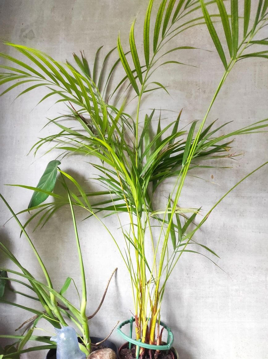 Areka oddam sadzonkę 20-30 cm