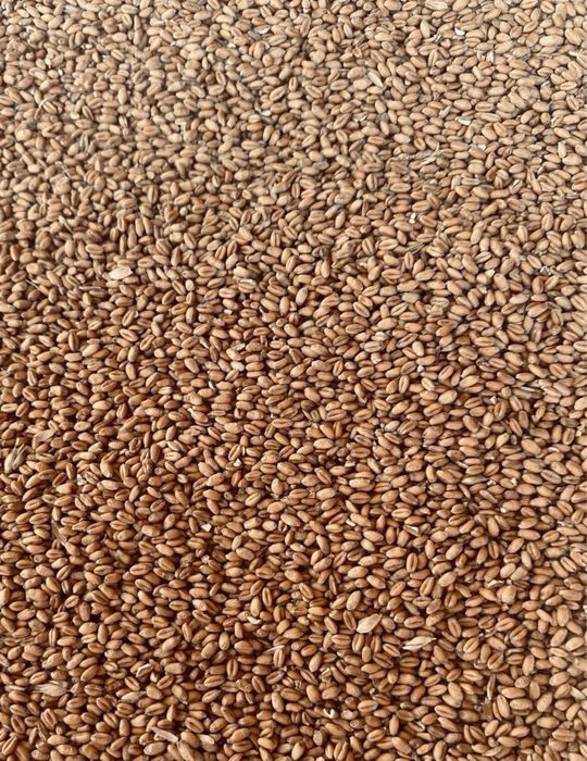 Продам пшеницю 10грн