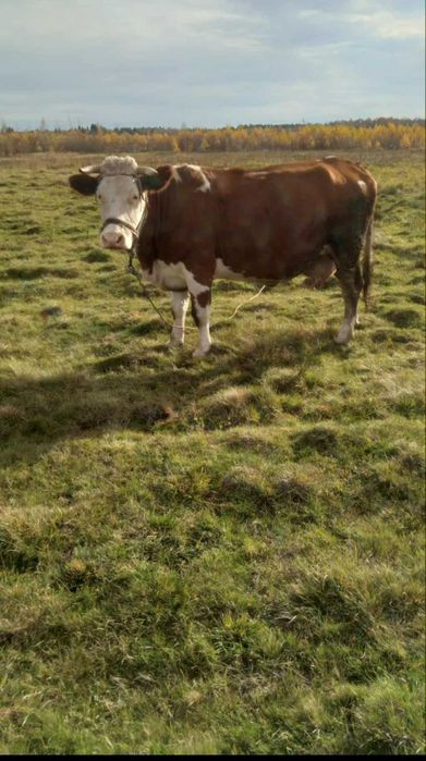 Продам  славну корівку