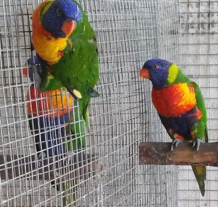 loris molucanos casal