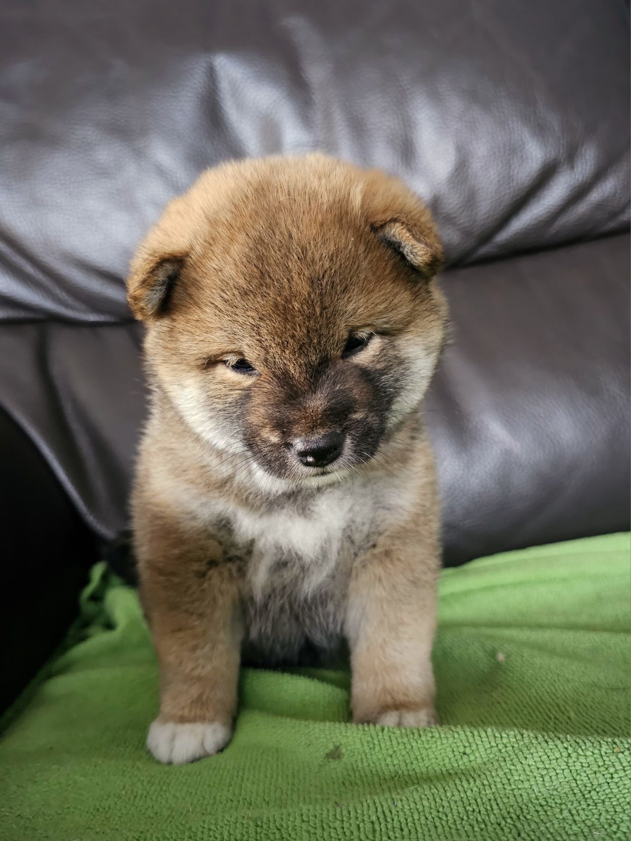 Shiba inu ZKWP FCI doskonały rodowód