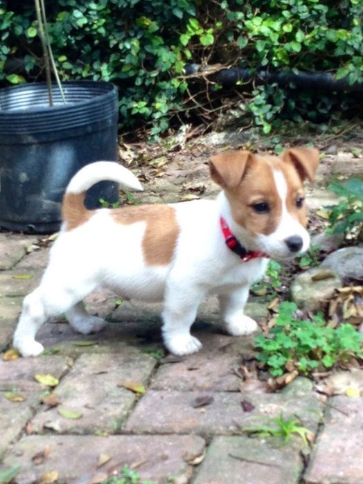 Джек рассел терьер, щенок пес патрон
