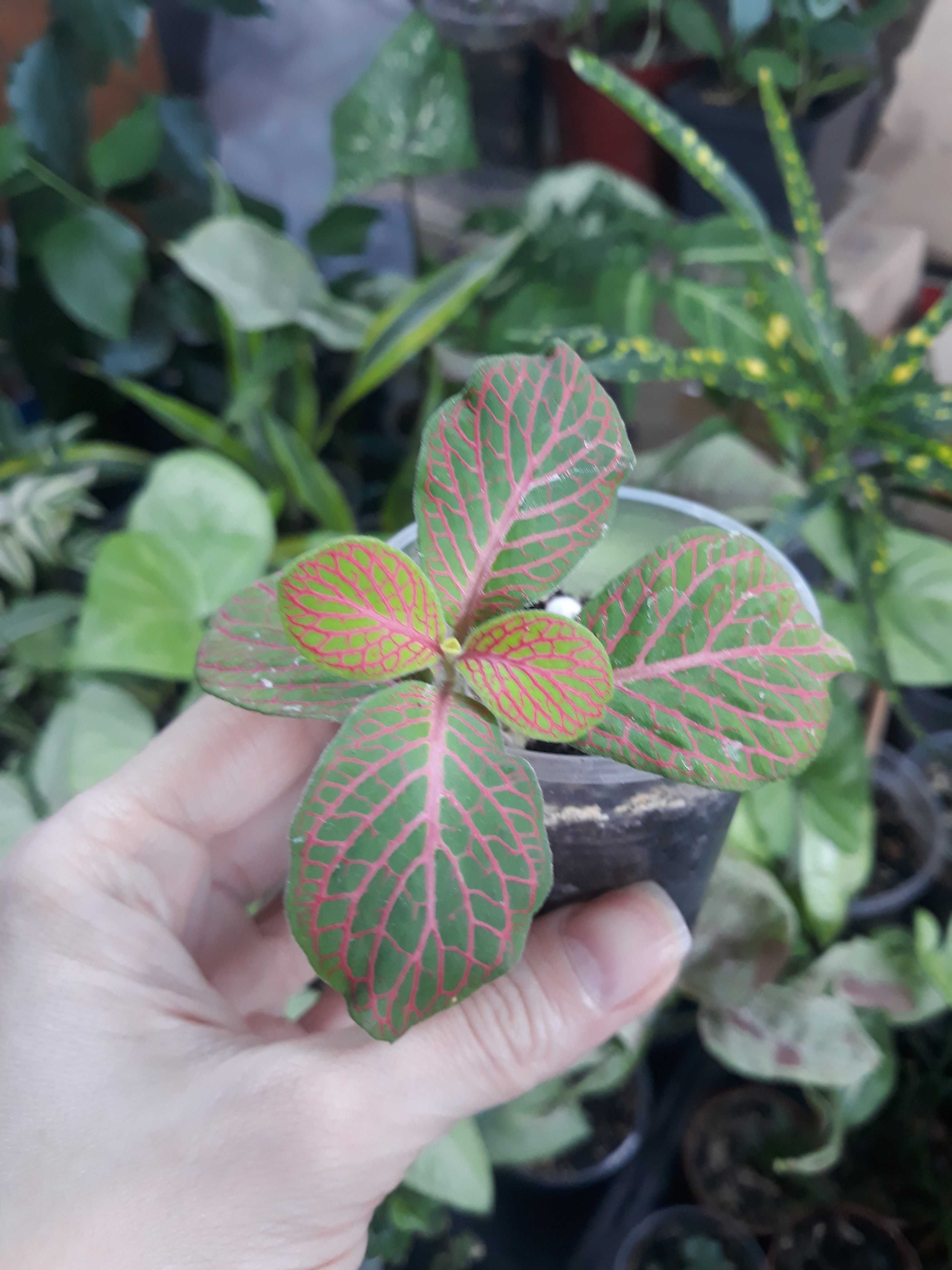 Фиттония (Fittonia)