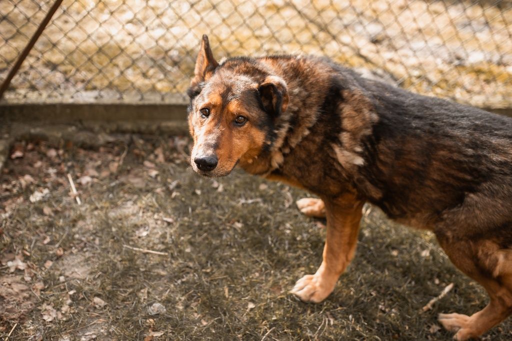 Duży senior Bruno do adopcji!