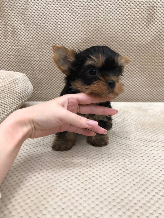 Йорк мини девочка и мальчик