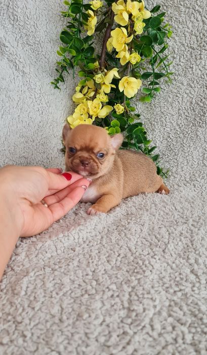 Excelente mini choco fawn Chihuahua/Chiuaua de Qualidade