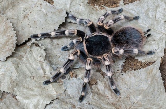 Acanthoscurria geniculata L1  ptasznik