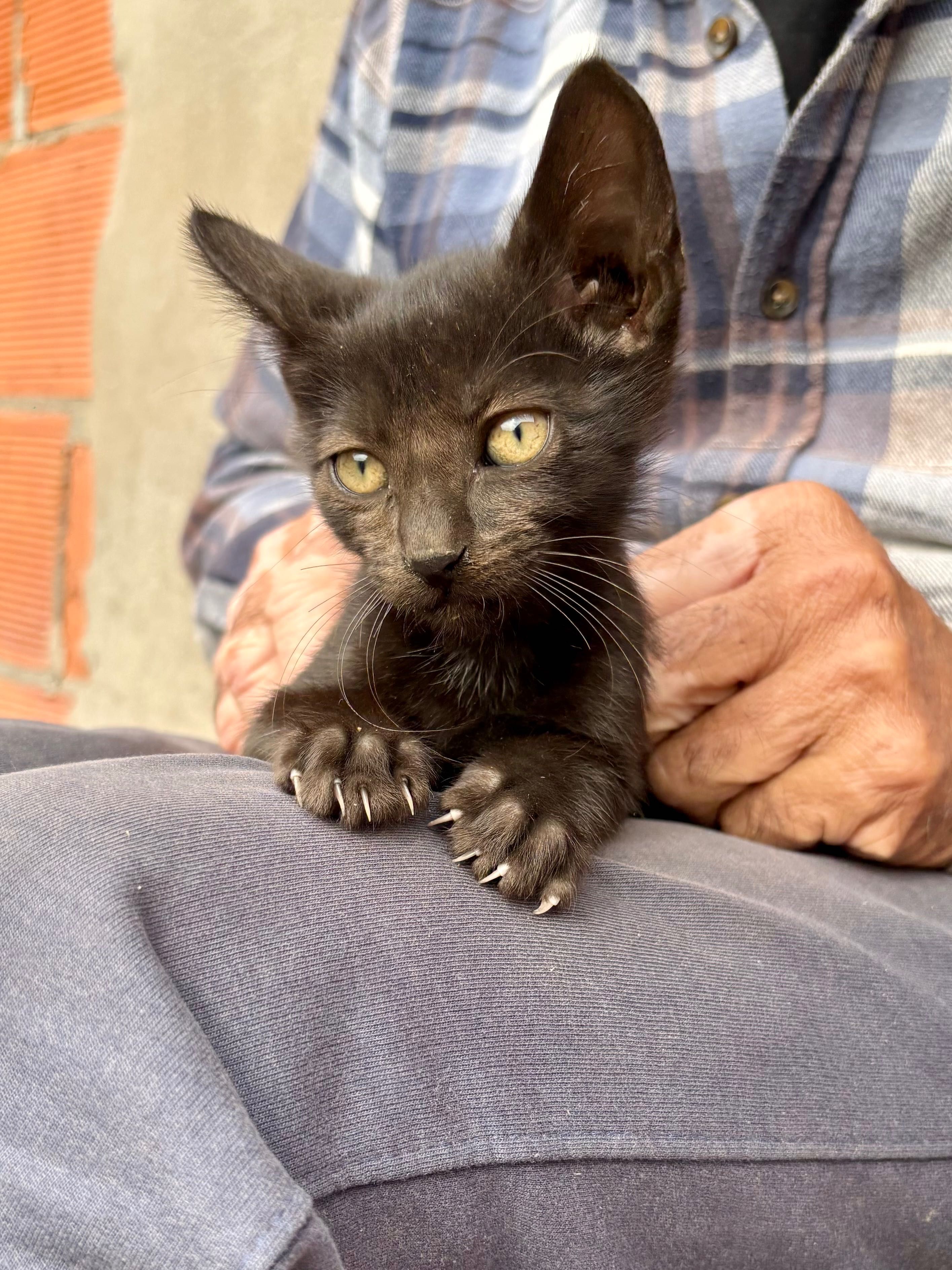 Gatinho bebé macho 2 meses