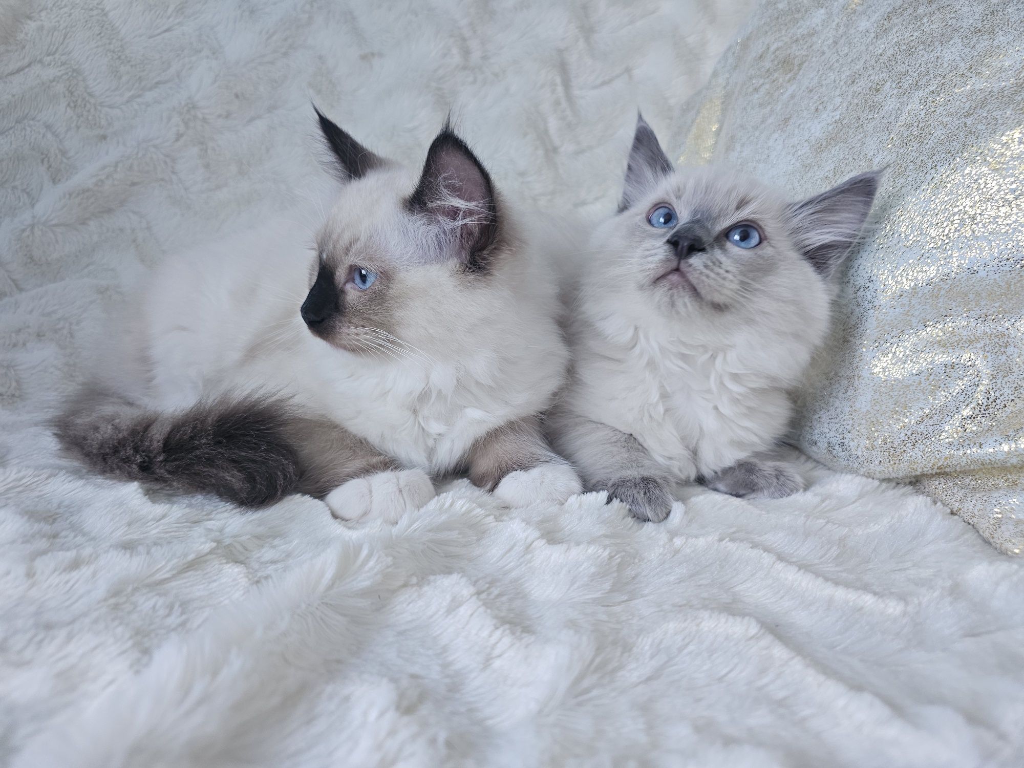 Kocięta Ragdoll gotowe do odbioru
