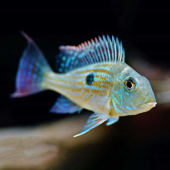 Ziemiojad Sveni (Geophagus sveni)