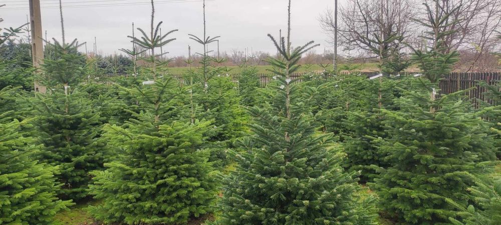 świerk jodła choinki