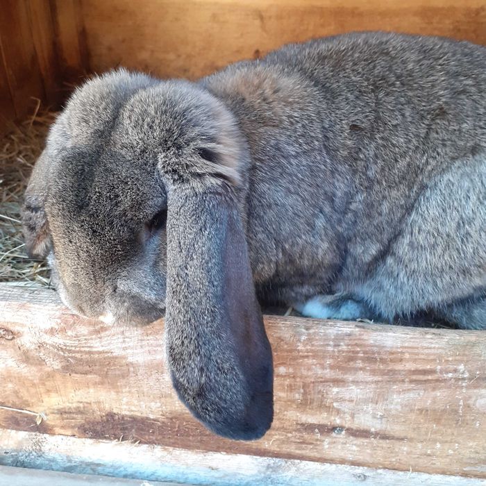 Kroliki rasa baran francuski:samce i samice!