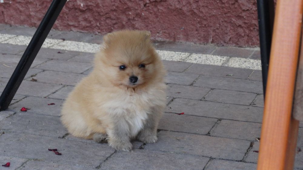 Szpic miniaturowy suczka z rodowodem