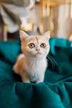 Brytyjska kotka British shorthair legalna hodowla