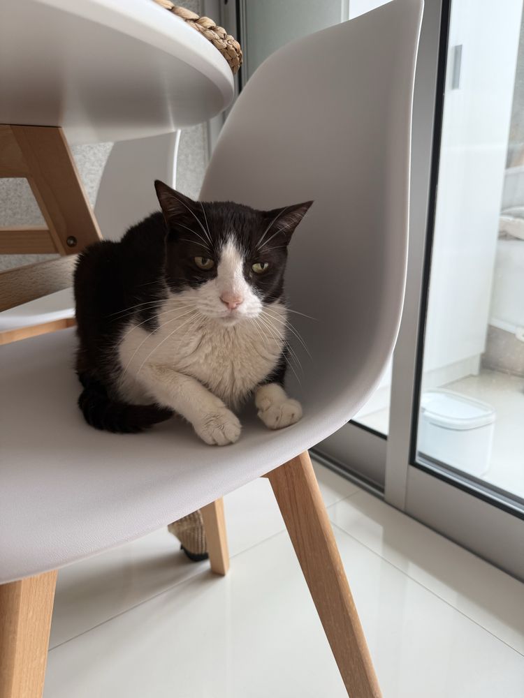 Gata Adulto para Adoção
